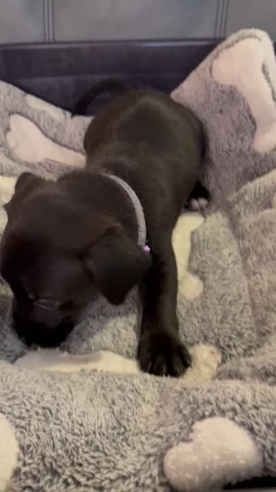 Jinx litter- Purple , a female Yorkipoo and Chihuahua for sale in Tampa, FL – 3 of 3