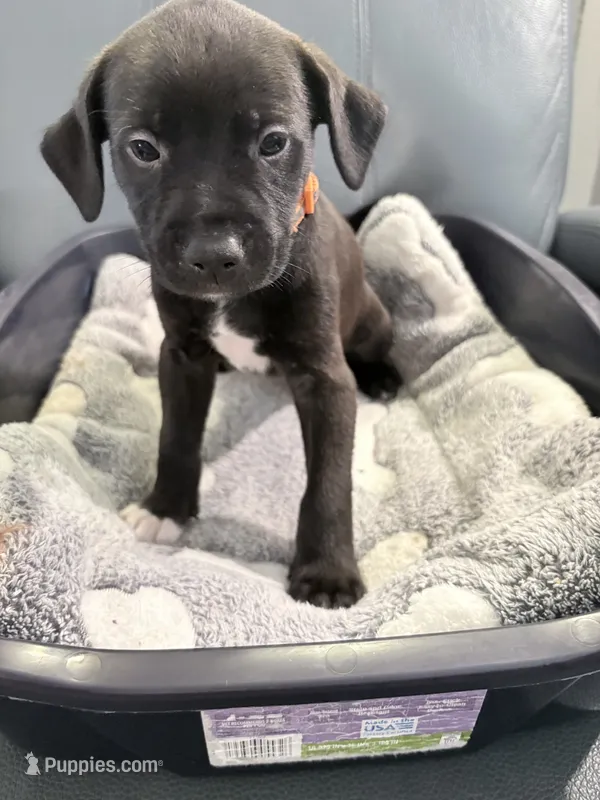 Jinx litter-orange – Yorkipoo, Chihuahua puppy for sale in Tampa, FL
