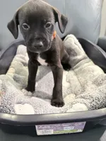 Jinx litter-orange, a male Yorkipoo and Chihuahua for sale in Tampa, FL – 1 of 3