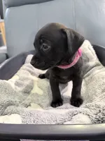 Jinx litter-pink , a female Yorkipoo and Chihuahua for sale in Tampa, FL – 2 of 4
