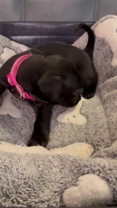 Jinx litter-pink , a female Yorkipoo and Chihuahua for sale in Tampa, FL – 4 of 4