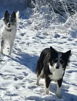 Sunshine, a female Border Collie for sale in Wiggins, CO – Photo 5 of 6