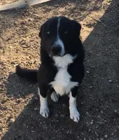 Sunshine, a female Border Collie for sale in Wiggins, CO – Photo 4 of 6