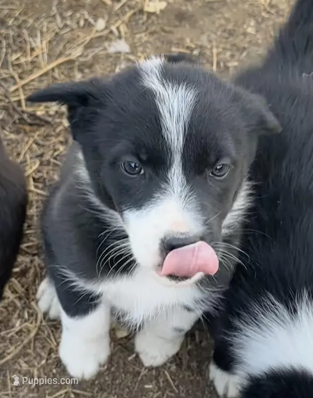 Sunshine – Border Collie puppy for sale in Wiggins, CO