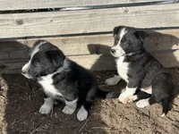 Sunshine, a female Border Collie for sale in Wiggins, CO – Photo 2 of 6