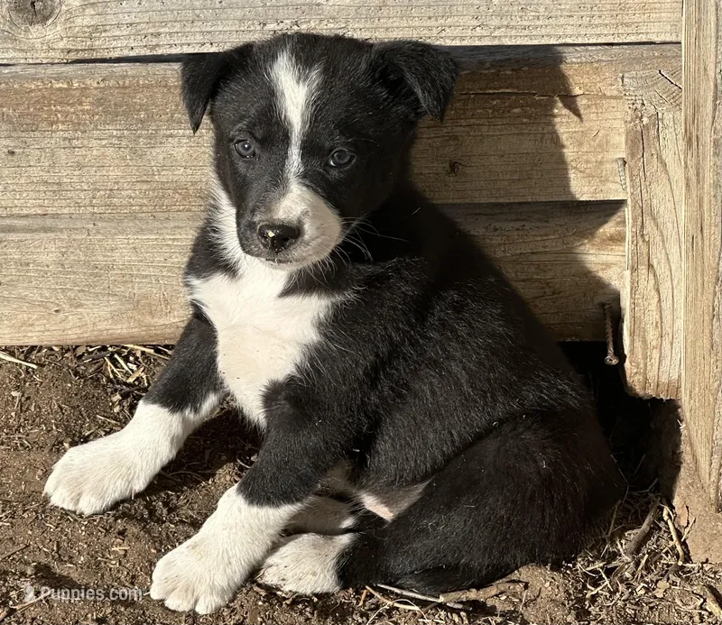 Sunshine – Border Collie puppy for sale in Wiggins, CO