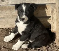 Sunshine, a female Border Collie for sale in Wiggins, CO – Photo 1 of 6