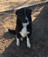 Rainbow , a female Border Collie for sale in Wiggins, CO – Photo 5 of 7
