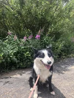 Rainbow , a female Border Collie for sale in Wiggins, CO – Photo 7 of 7