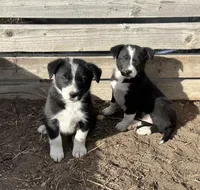 Rainbow , a female Border Collie for sale in Wiggins, CO – Photo 4 of 7