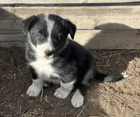 Rainbow , a female Border Collie for sale in Wiggins, CO – Photo 2 of 7