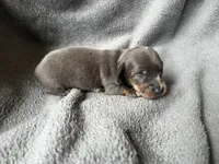Blue Dapple M, a male Miniature Dachshund for sale in Dublin, GA – 6 of 6