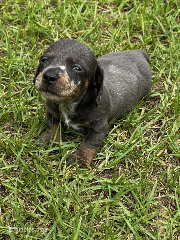 Blue Dapple M – Miniature Dachshund puppy for sale in Dublin, GA
