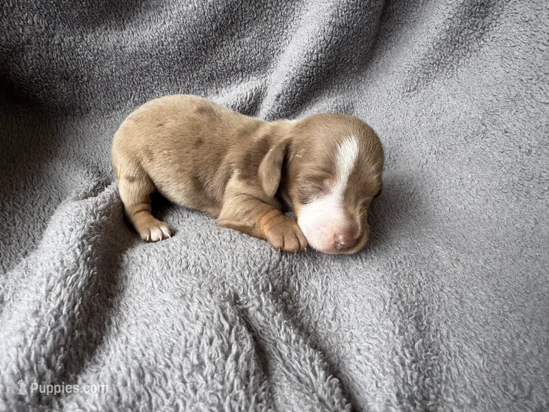 Dapple M , a male Miniature Dachshund for sale in Dublin, GA – 1 of 4