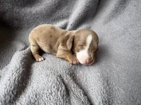 Dapple M , a male Miniature Dachshund for sale in Dublin, GA – 1 of 4
