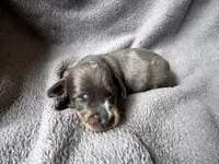 Blue Dapple M, a male Miniature Dachshund for sale in Dublin, GA – 3 of 6