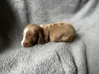 Dapple M , a male Miniature Dachshund for sale in Dublin, GA – 3 of 4