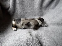 Dapple F, a female Miniature Dachshund for sale in Dublin, GA – 2 of 4