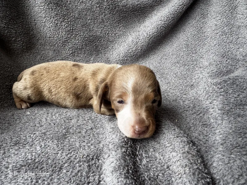 Dapple M  – Miniature Dachshund puppy for sale in Dublin, GA