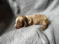 Dapple M , a male Miniature Dachshund for sale in Dublin, GA – 2 of 4