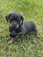 Blue and Tan M, a male Dachshund for sale in Dublin, GA – 1 of 4