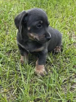Blue and Tan M, a male Dachshund for sale in Dublin, GA – 3 of 4
