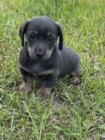 Blue and Tan M, a male Dachshund for sale in Dublin, GA – 2 of 4