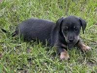 Blue and Tan M, a male Dachshund for sale in Dublin, GA – 4 of 4