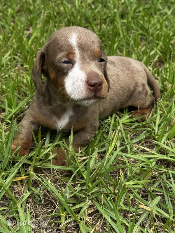 Dapple M  – Miniature Dachshund puppy for sale in Dublin, GA
