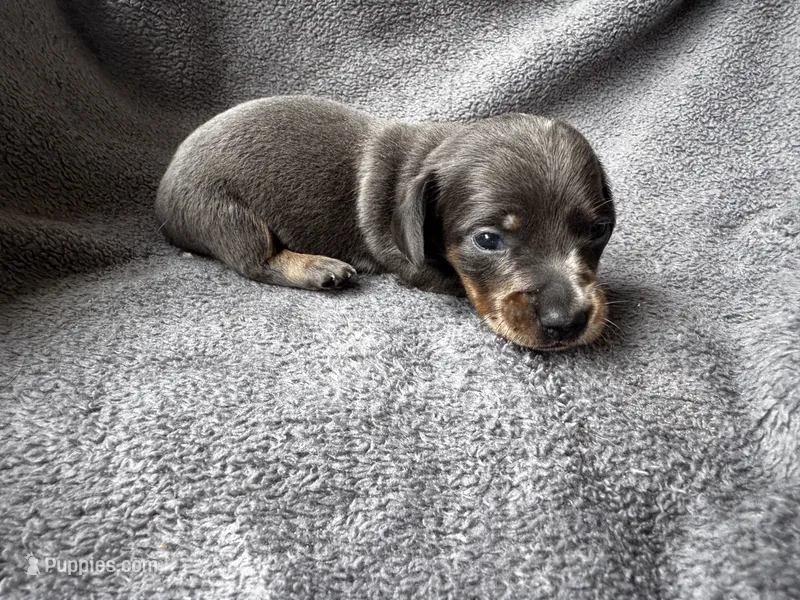 Blue Dapple M – Miniature Dachshund puppy for sale in Dublin, GA