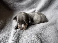 Blue Dapple M, a male Miniature Dachshund for sale in Dublin, GA – 4 of 6