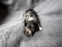 Dapple F, a female Miniature Dachshund for sale in Dublin, GA – 3 of 4