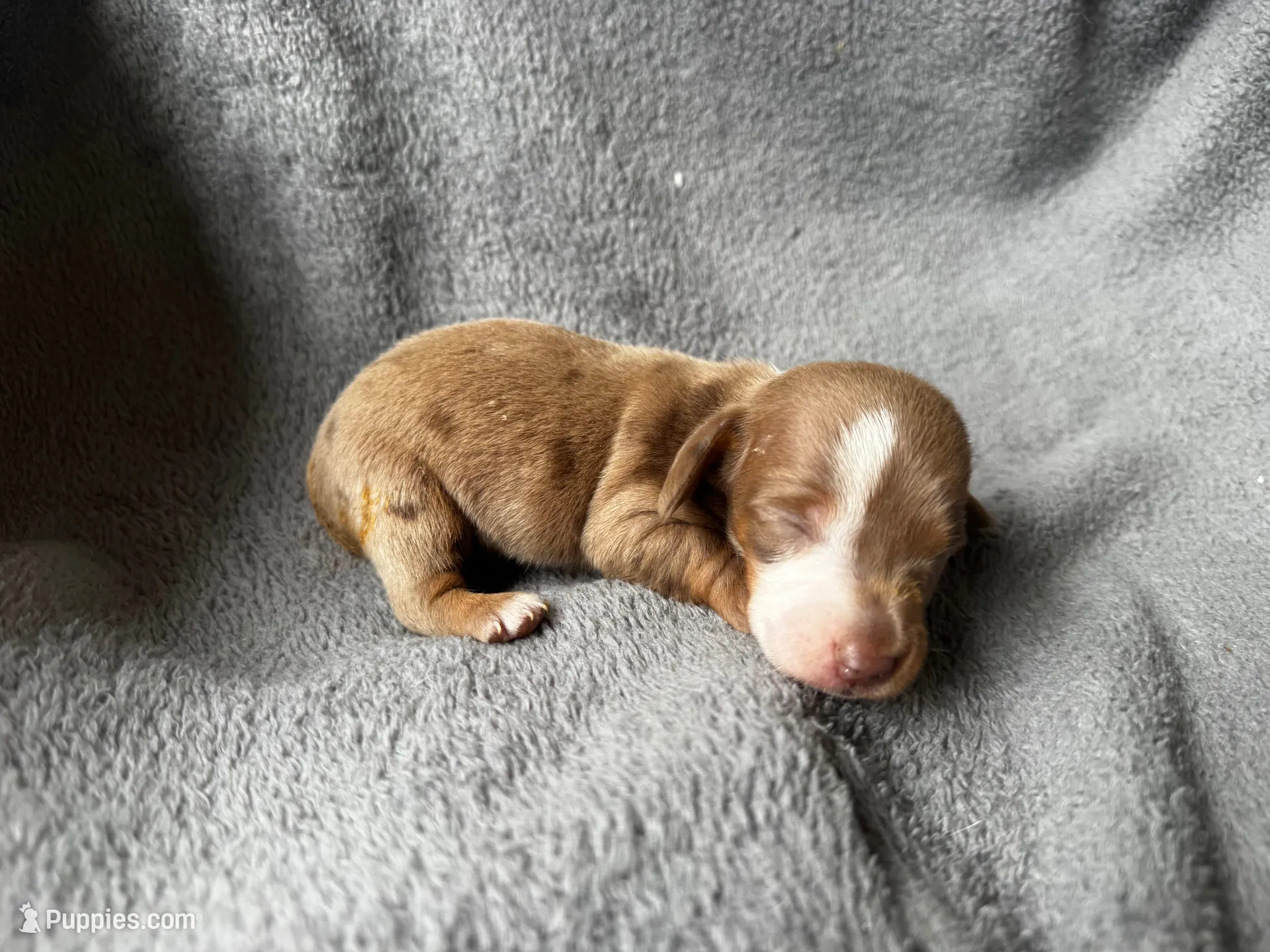 Dapple M , a male Miniature Dachshund for sale in Dublin, GA – 4 of 4