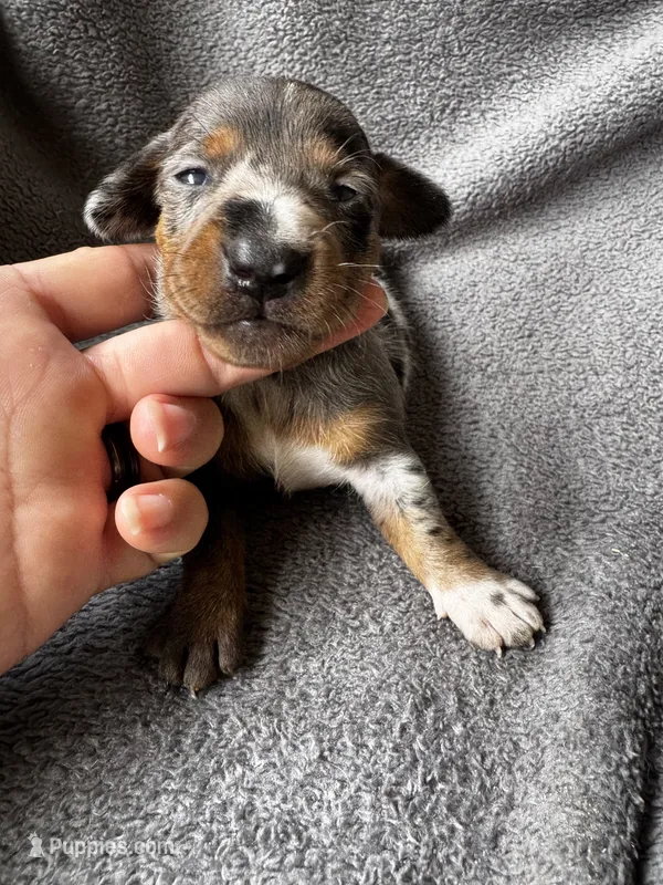 Dapple F – Miniature Dachshund puppy for sale in Dublin, GA
