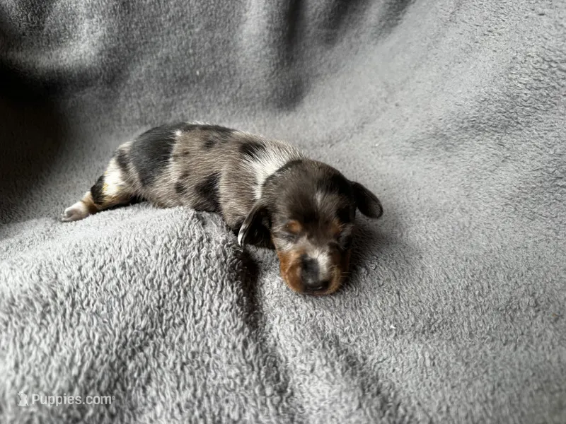 Dapple F – Miniature Dachshund puppy for sale in Dublin, GA