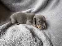 Blue Dapple M, a male Miniature Dachshund for sale in Dublin, GA – 5 of 6