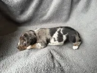 Dapple F, a female Miniature Dachshund for sale in Dublin, GA – 4 of 4