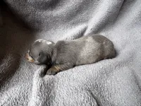 Blue Dapple M, a male Miniature Dachshund for sale in Dublin, GA – 2 of 6