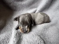 Blue Dapple M, a male Miniature Dachshund for sale in Dublin, GA – 1 of 6