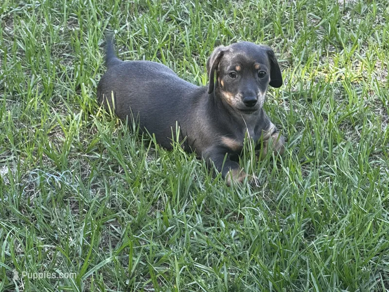 Blue and Tan M – Miniature Dachshund puppy for sale in Dublin, GA