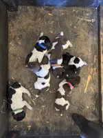 Green Boy, a male German Shorthaired Pointer for sale in Hoover, AL – 2 of 2