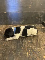 Blue Boy, a male German Shorthaired Pointer for sale in Hoover, AL – 1 of 2