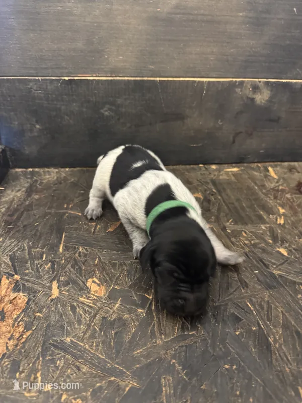 Green Boy – German Shorthaired Pointer puppy for sale in Hoover, AL