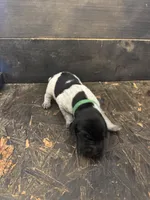 Green Boy, a male German Shorthaired Pointer for sale in Hoover, AL – 1 of 2