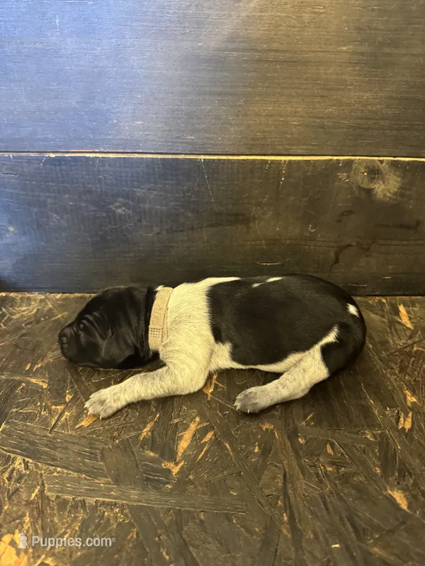 Grey Girl – German Shorthaired Pointer puppy for sale in Hoover, AL