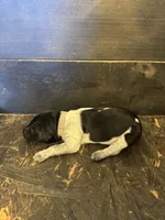 Grey Girl, a female German Shorthaired Pointer for sale in Hoover, AL – 1 of 2