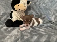 Eddy, a male Chihuahua for sale in Flora, IN – 3 of 7