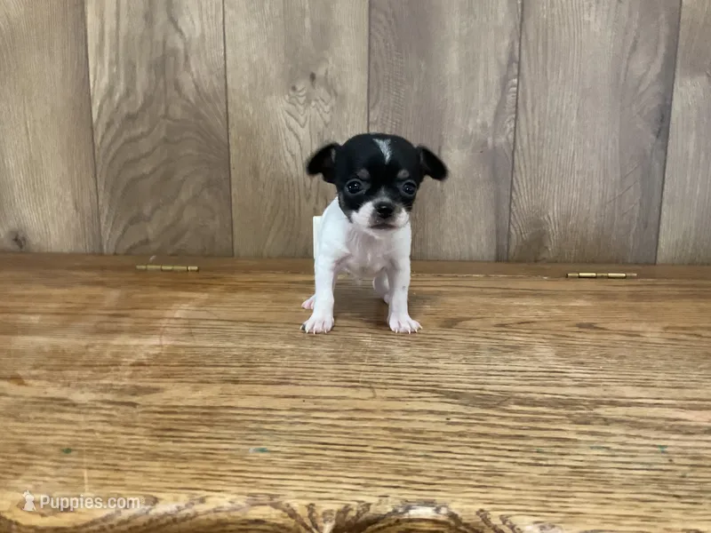 AKC Lance – Chihuahua puppy for sale in Flora, IN