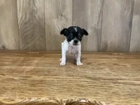 AKC Lance, a male Chihuahua for sale in Flora, IN – 1 of 7