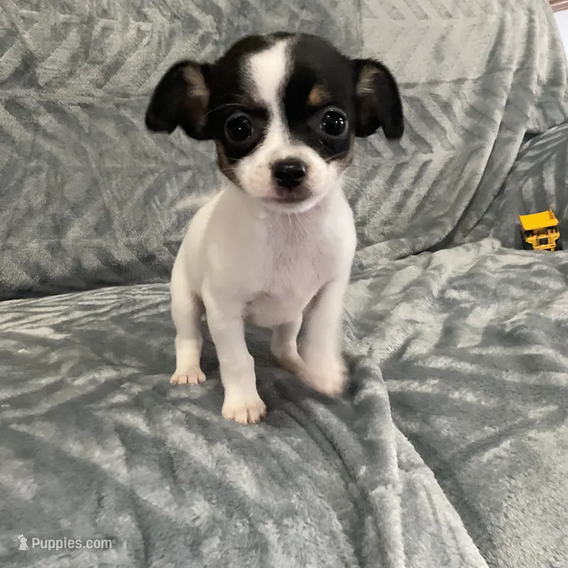 AKC Sunflower  – Chihuahua puppy for sale in Flora, IN